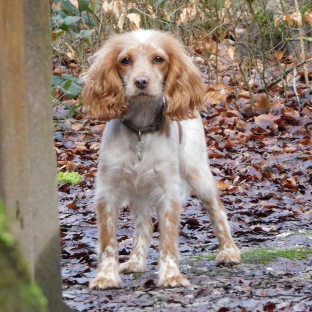 Meet your Posher, Blake